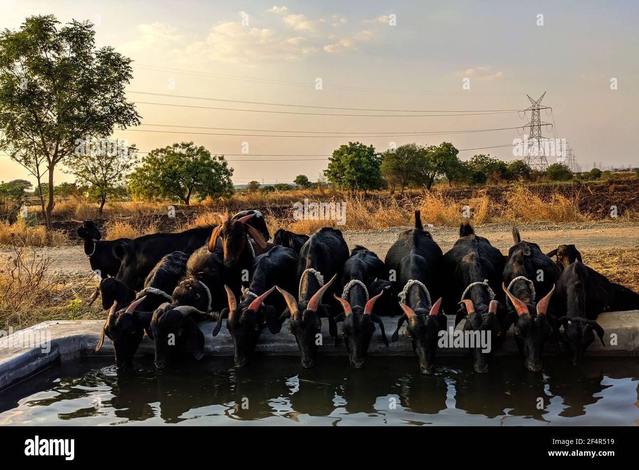 vue de face de l'eau potable des chèvres en soirée Banque D'Images