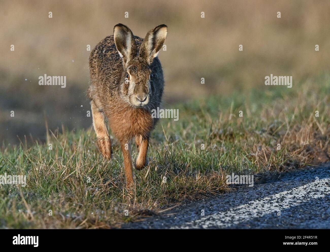 Reitwein, Allemagne. 19 mars 2021. Un lièvre brun (Lepus europaeus) saute sur une route. Le lièvre brun est également appelé lampe maître dans le vernaculaire. En particulier le matin, de nombreuses espèces sauvages peuvent être observées dans l'Oderbruch sur les champs et les prés étendus. Credit: Patrick Pleul/dpa-Zentralbild/ZB/dpa/Alay Live News Banque D'Images