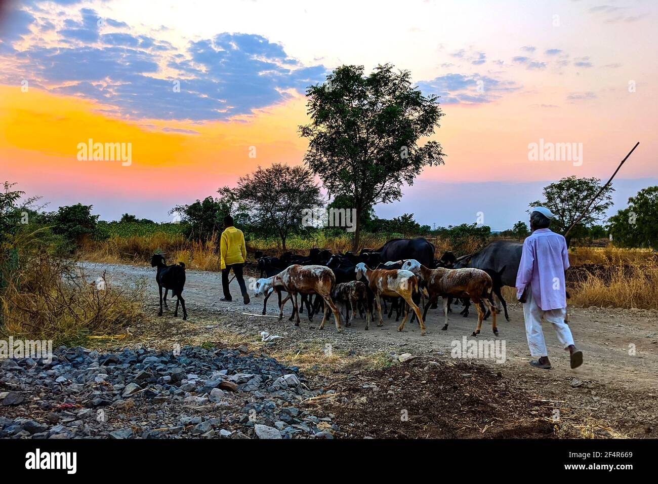 Animaux domestiques avec Shepard qui rentrent chez eux dans la soirée, Shingadgaon, Maharashtra, Inde Mars 14.2021 Banque D'Images