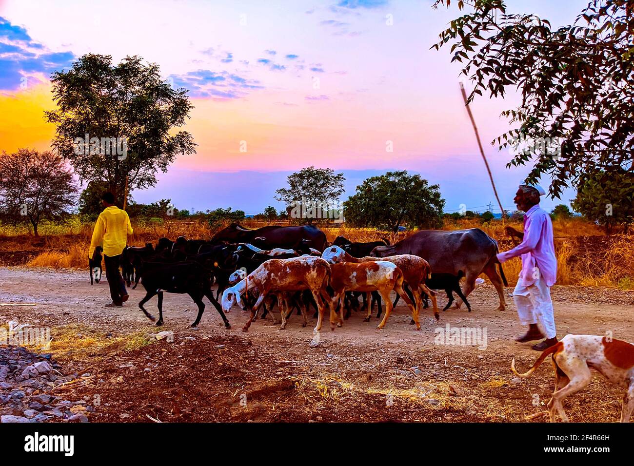 Des animaux avec Shepard vont à la maison dans la soirée, Shingadgaon, Maharashtra, Inde Mars 14.2021 Banque D'Images