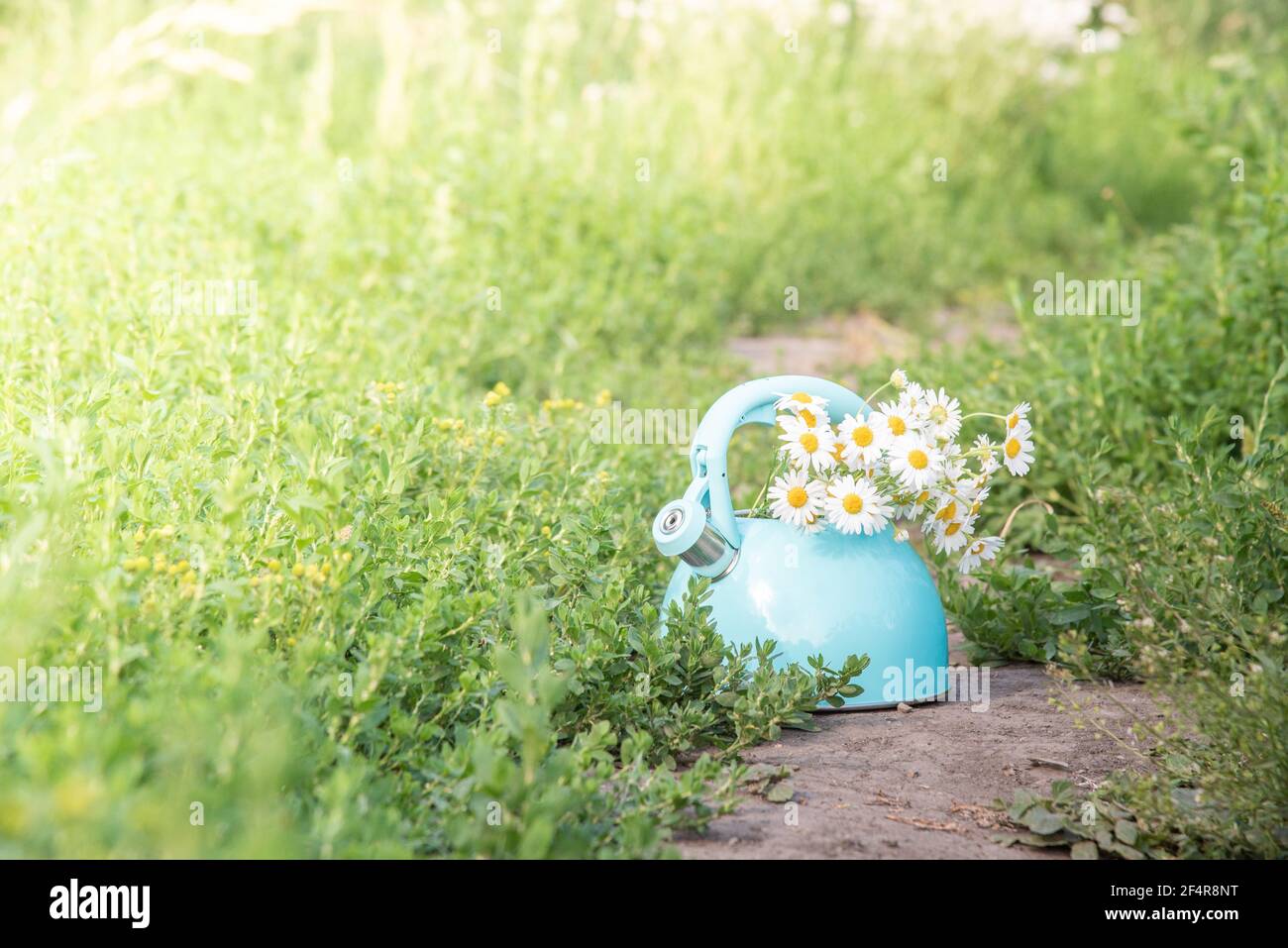 Belle vie d'été encore. Théière bleue avec un bouquet de pâquerettes blanches fraîches dans de l'herbe verte Banque D'Images