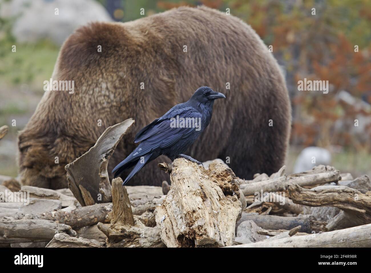 Raven - avec ours grizzli dans le parc national de Yellowstone Corvus corax, dans le bacille de Corvus. ÉTATS-UNIS BI024991 Banque D'Images