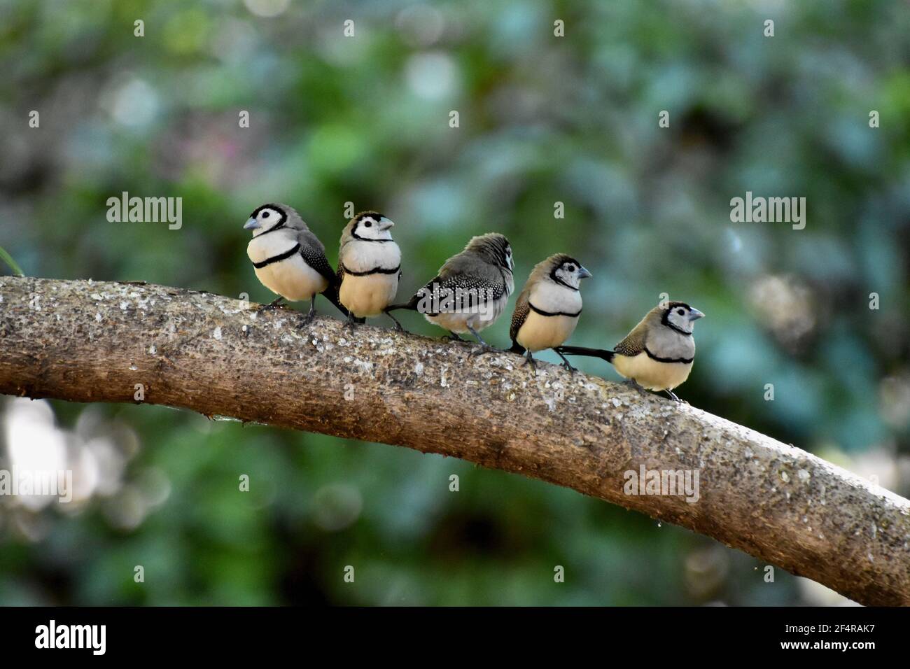 Intrus Banque D'Images