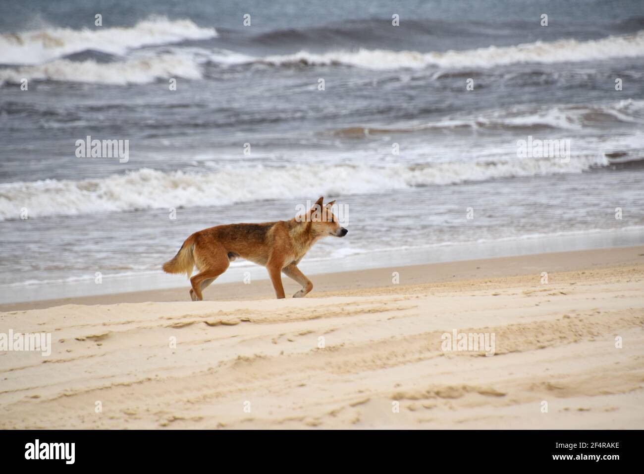 Dingo sur la plage Banque D'Images