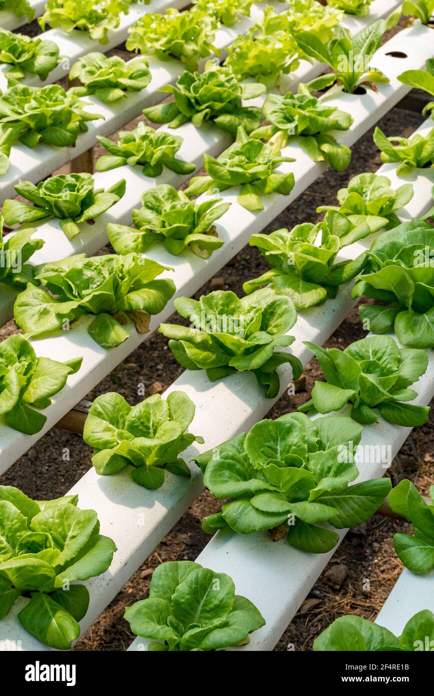 Chêne vert croissant dans un creux planté dans un hydroponique système Banque D'Images