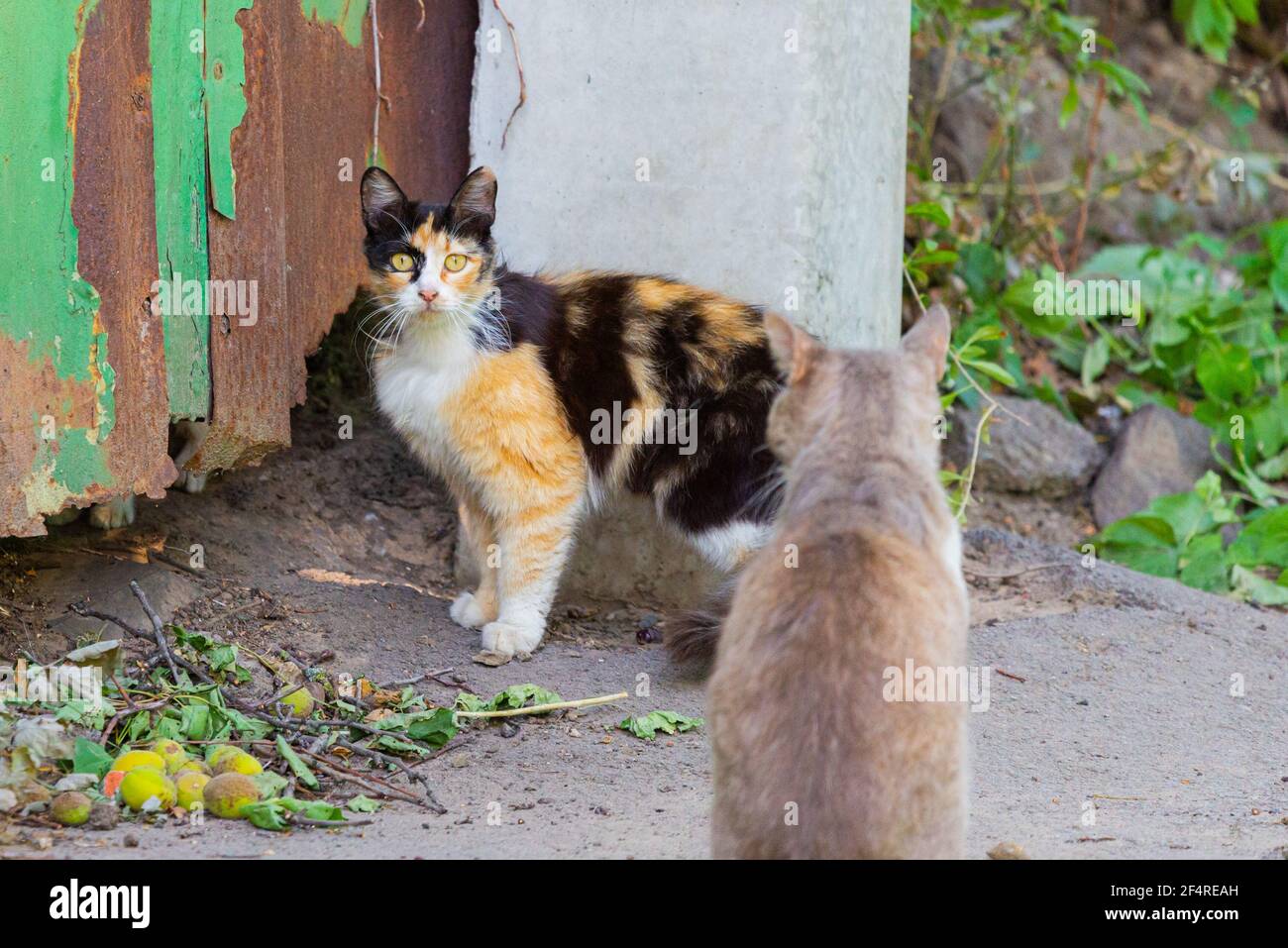 Magnifique Chat Femelle De Trois Couleurs Dans Une Rue Avec Chat Male Photo Stock Alamy