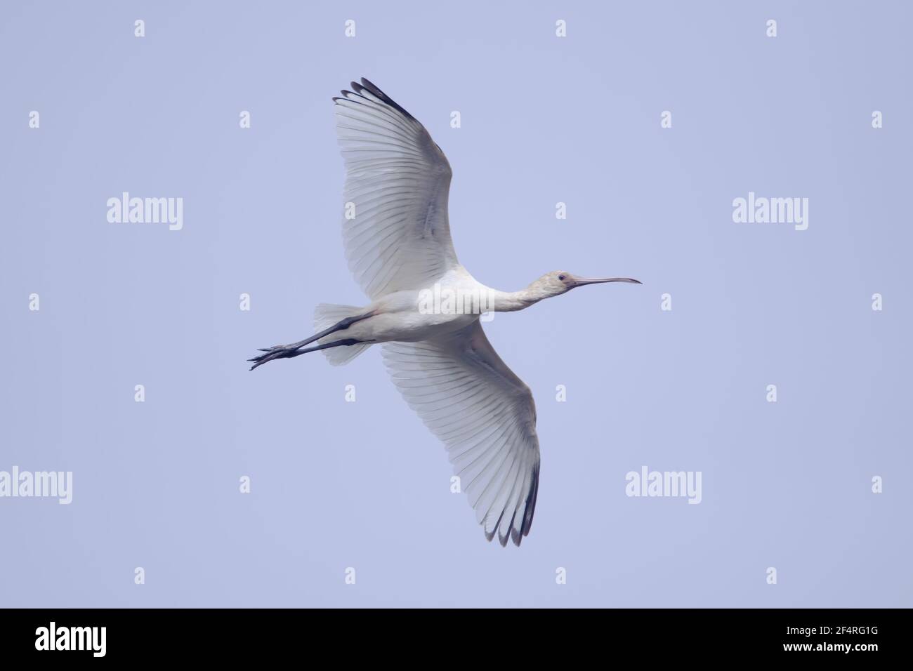 Spatule d'Afrique Platalea alba vol - Gambie, Afrique de l'Ouest BI025449 Banque D'Images