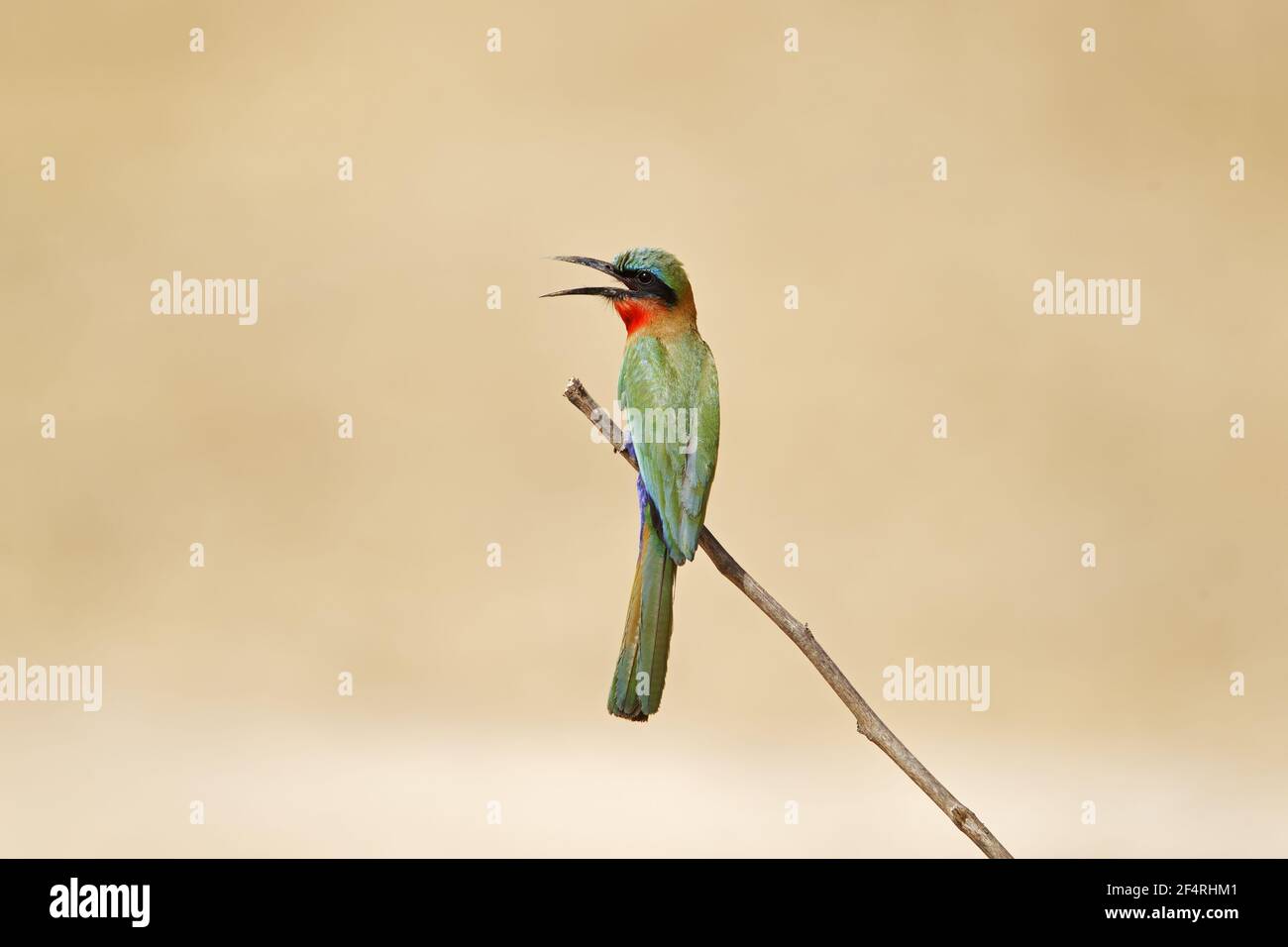 Red-throated Bee-eater Merops bullocki Gambie, Afrique de l'Ouest BI025693 Banque D'Images