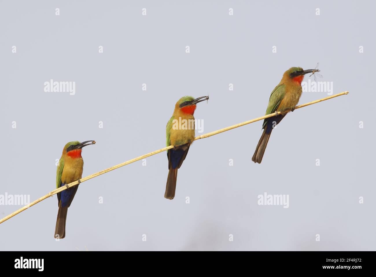 Red-throated Bee-eater - trois oiseaux chacun avec des aliments Merops bullocki Gambie, Afrique de l'Ouest BI025771 Banque D'Images