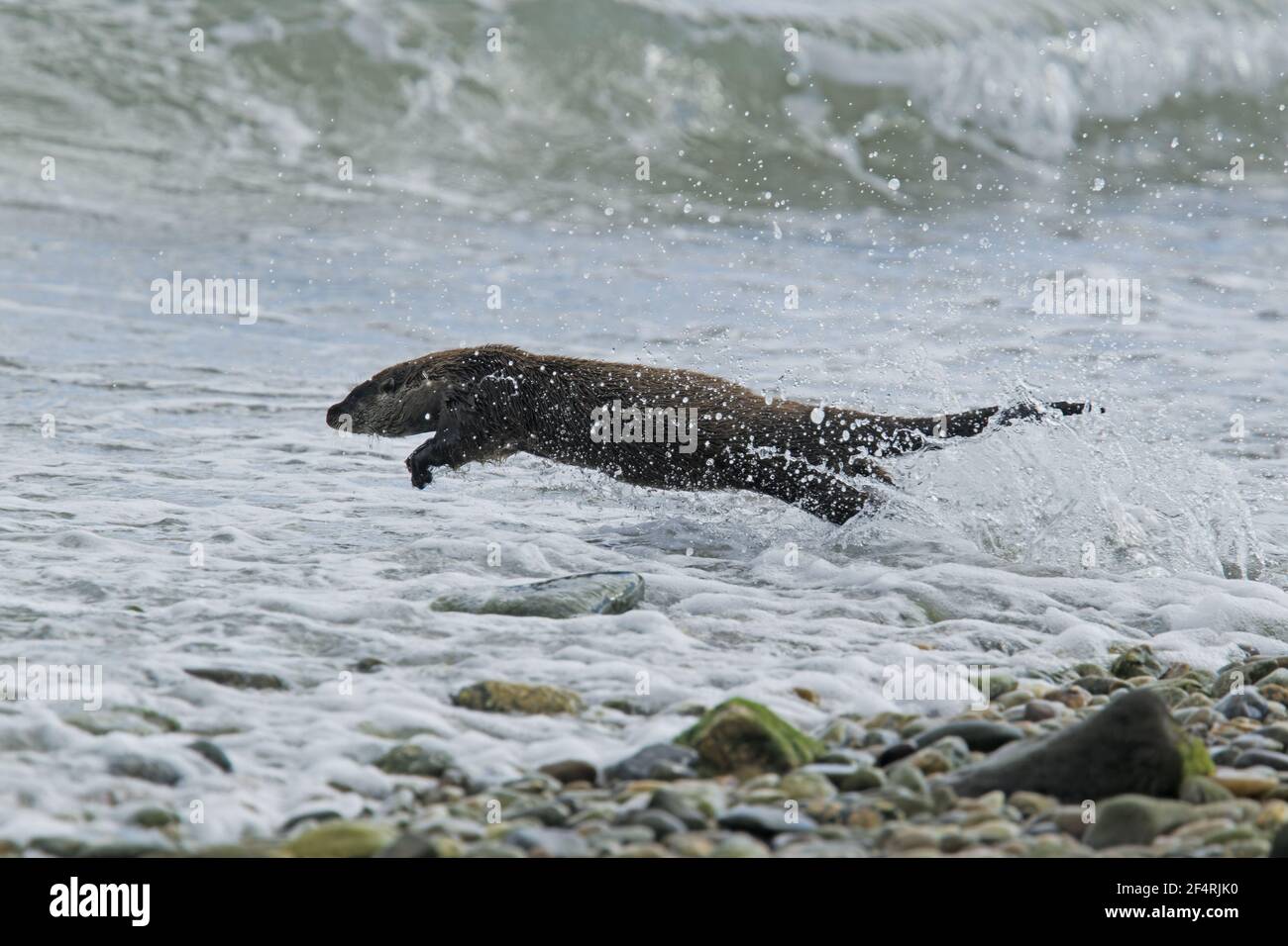 Otter traversant la plage en direction de l'algue Lutra lutra Shetland, Royaume-Uni MA002396 Banque D'Images