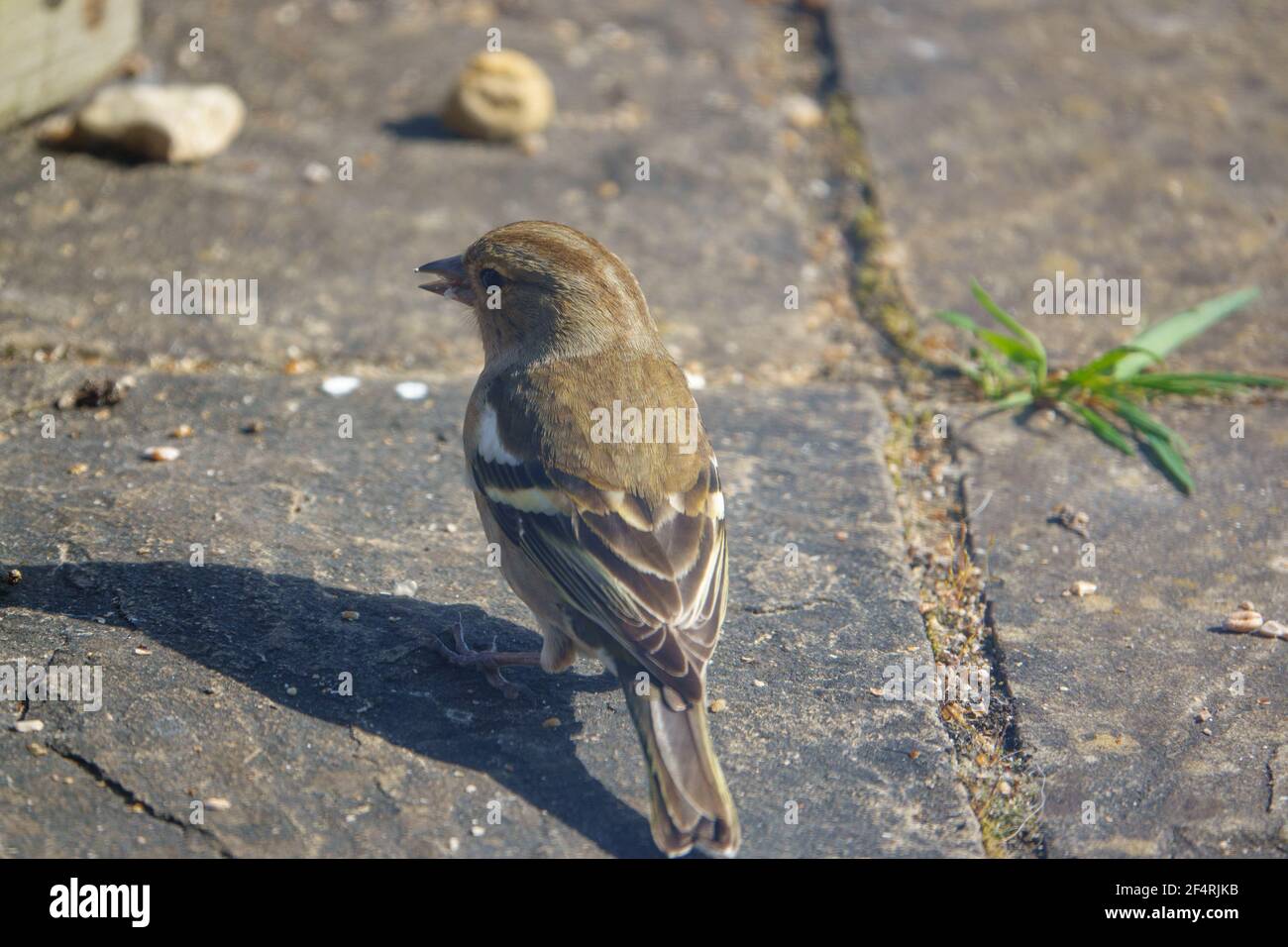 une femelle de chaffinch se nourrissant sous une table d'oiseau en bois Banque D'Images