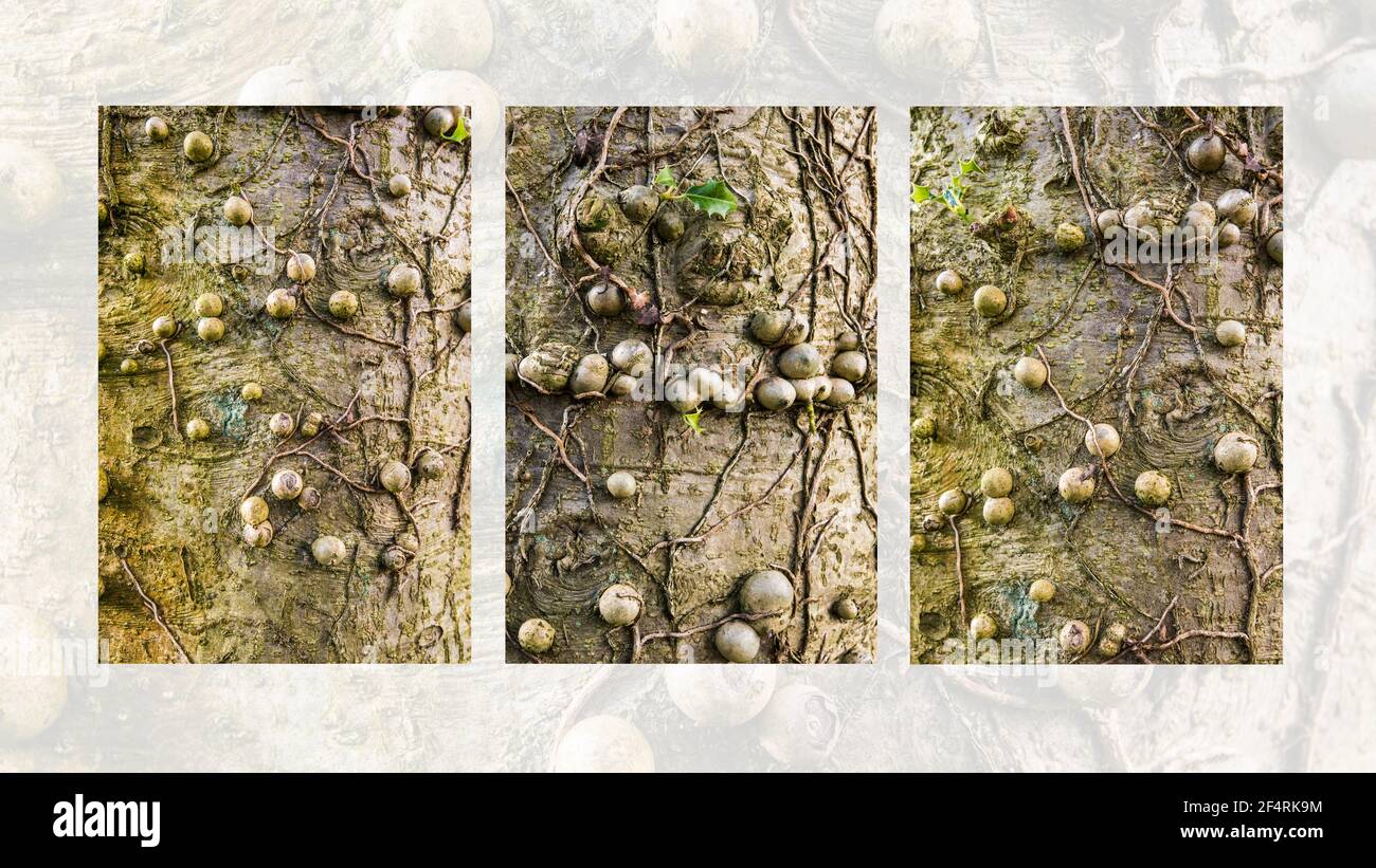 Abstrait triptyque Holly écorce Banque D'Images