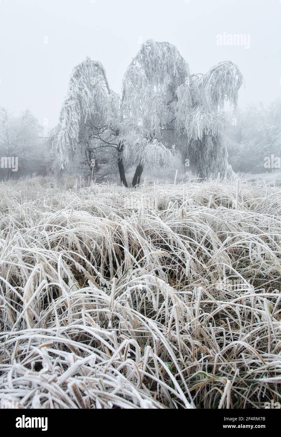 Forêt en hiver avec arbres congelés Banque D'Images