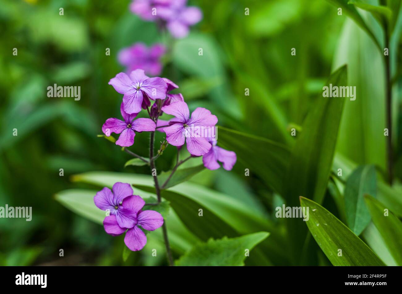 Fleurs violettes violettes d'honnêteté annuelle Banque de photographies et  d'images à haute résolution - Alamy