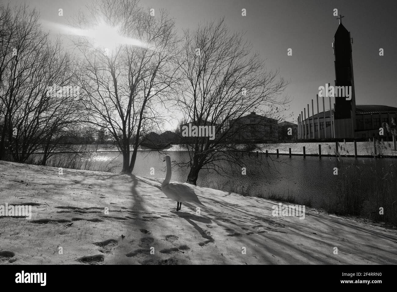 Vue d'un beau cygne marchant dans la neige à côté d'un lac Banque D'Images
