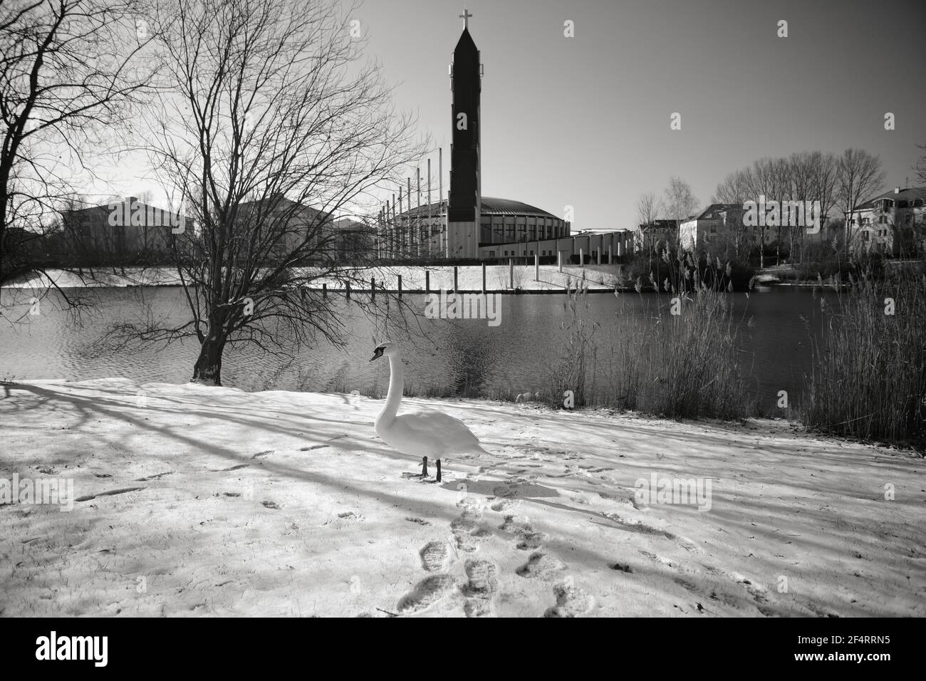 Vue d'un beau cygne marchant dans la neige à côté d'un lac Banque D'Images
