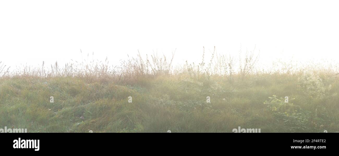 Collines herbeuses dans un brouillard dense de près Banque D'Images