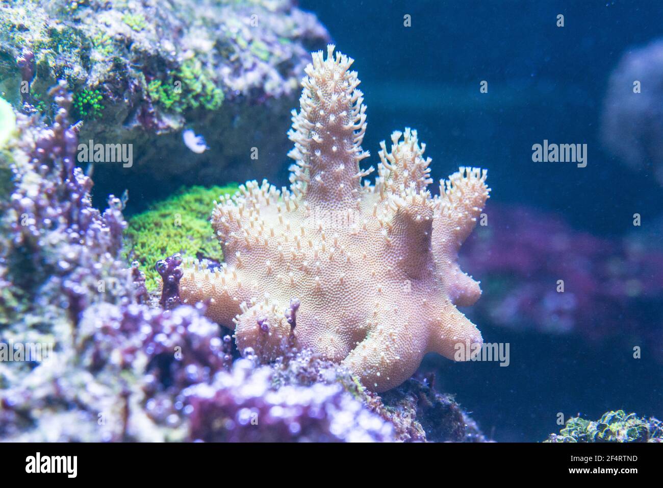 Sarcophyton , champignon coral ( Sarcophyton glaucum ) Banque D'Images