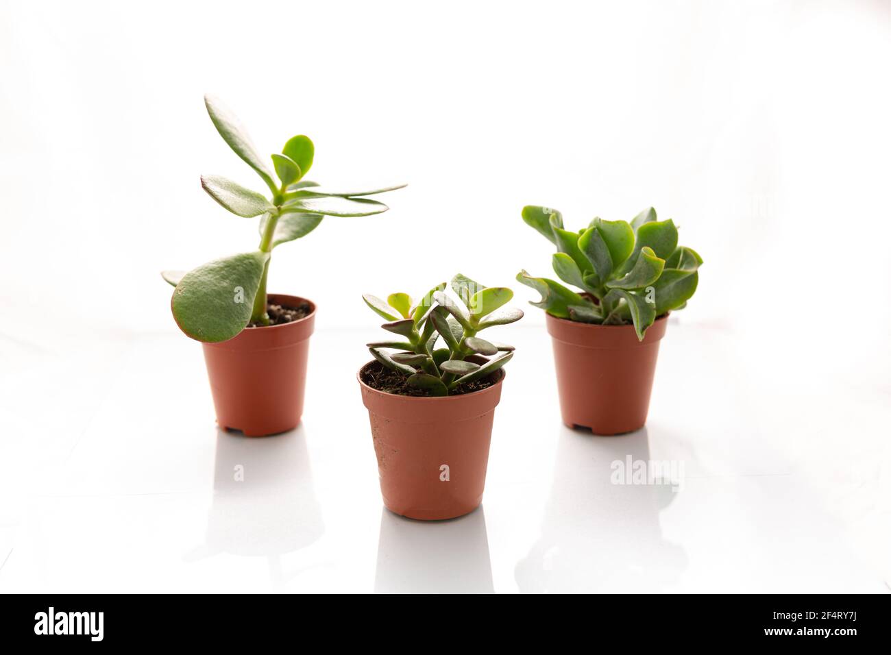 3 petits succulents en pot isolés sur fond blanc Banque D'Images