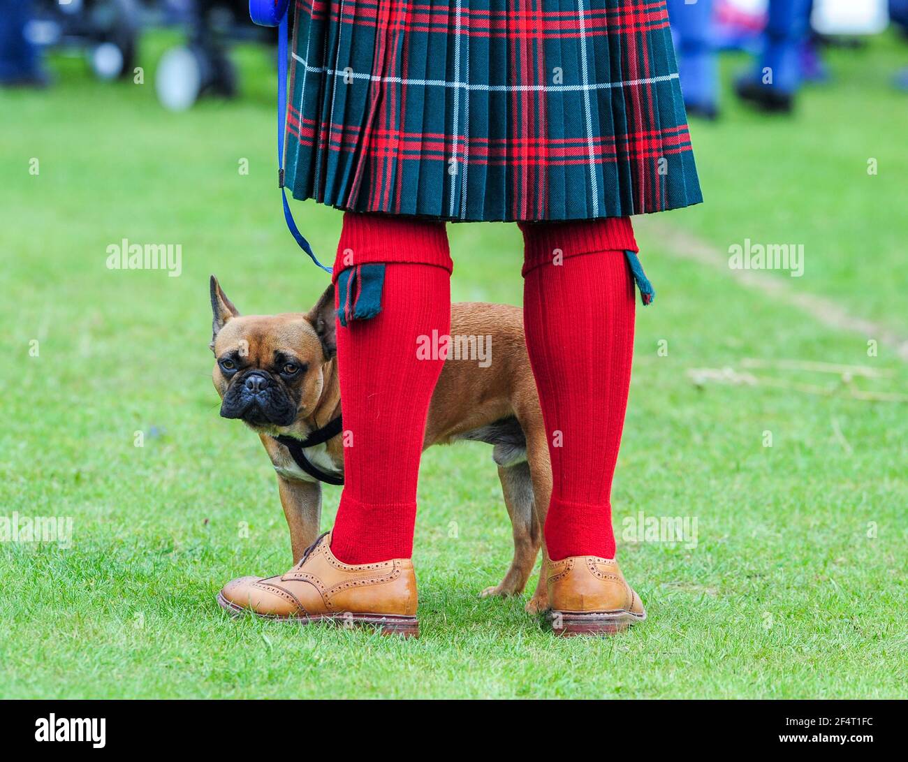 Homme portant un kilt avec un chien de taureau français aux Jeux des Highlands de Balloter, Aberdeenshire. Banque D'Images