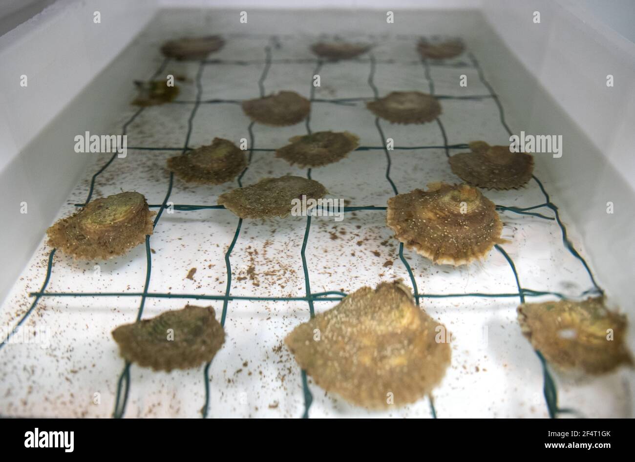 Huîtres plates indigènes européennes dans un bain d'eau à la première écloserie britannique de restauration d'huîtres à l'Institut des sciences marines de l'université de Portsmouth à Portsmouth. Date de la photo: Mardi 23 mars 2021. Banque D'Images