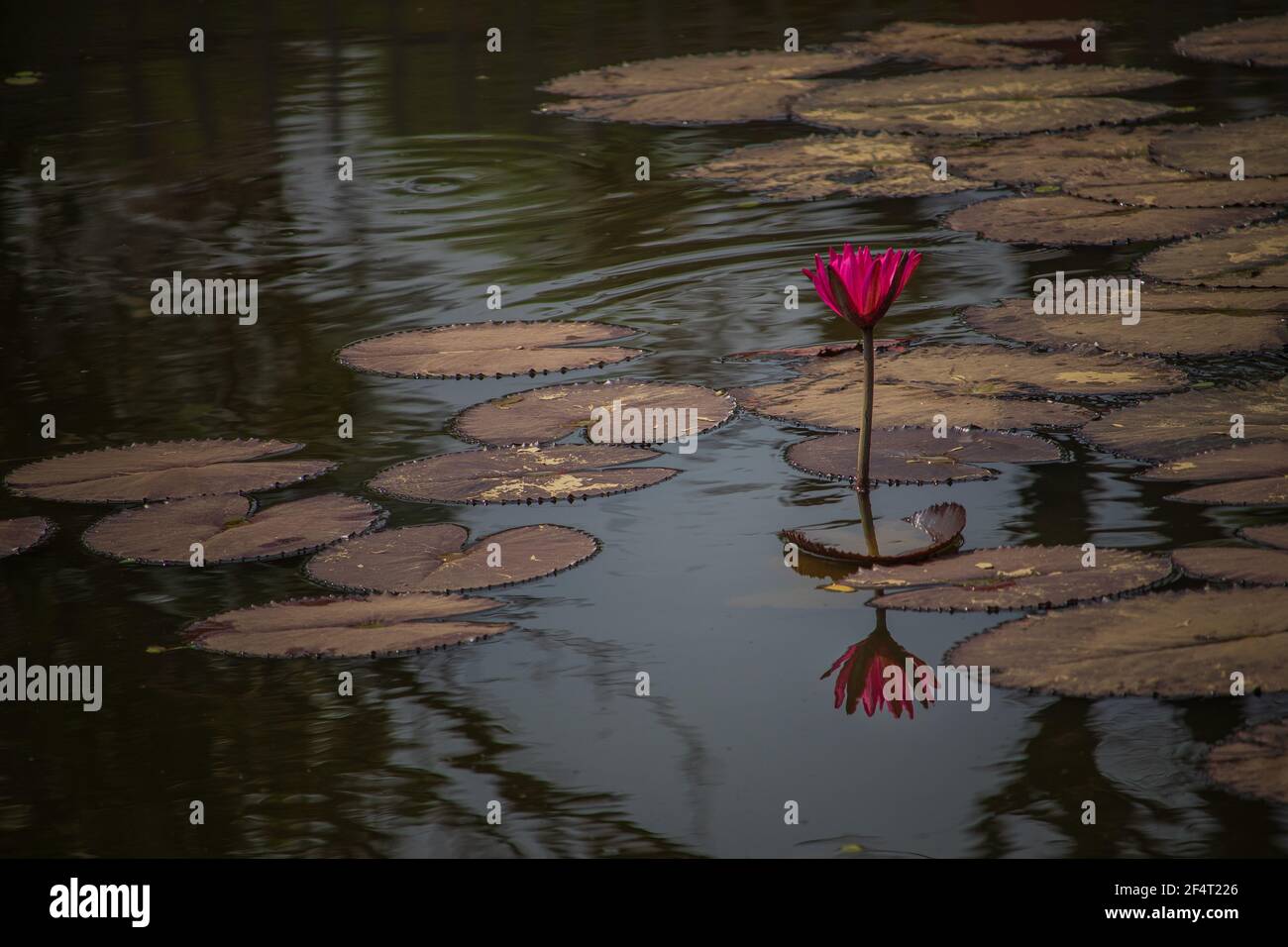 Magnifique paysage de nénuphars à Lotus unique dans un grand étang. Fleur reflétée dans l'eau. Banque D'Images