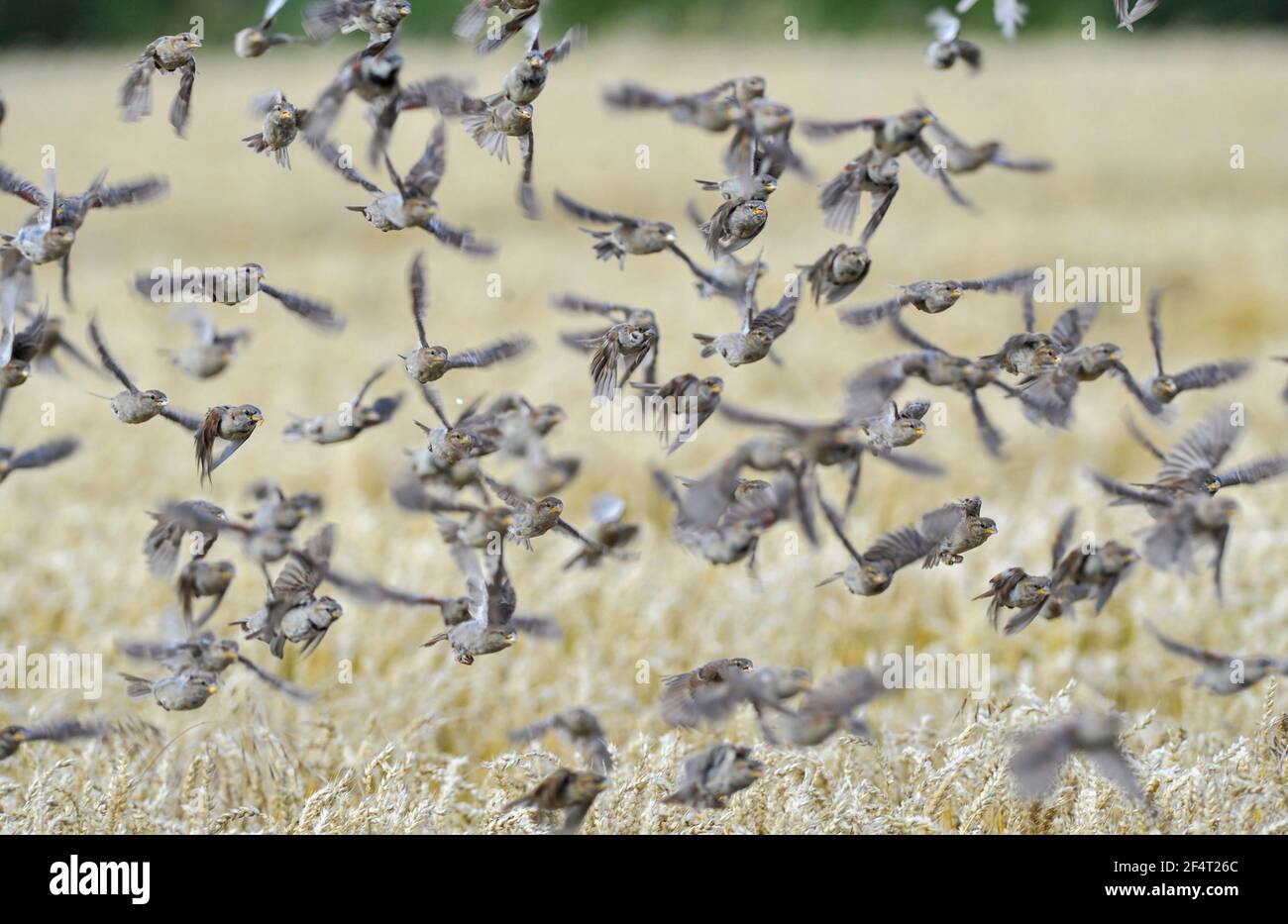 Un troupeau de House Sparrow (Passer domesticus) vole d'un champ de maïs près de Ballater Aberdeenshire, en Écosse. Banque D'Images