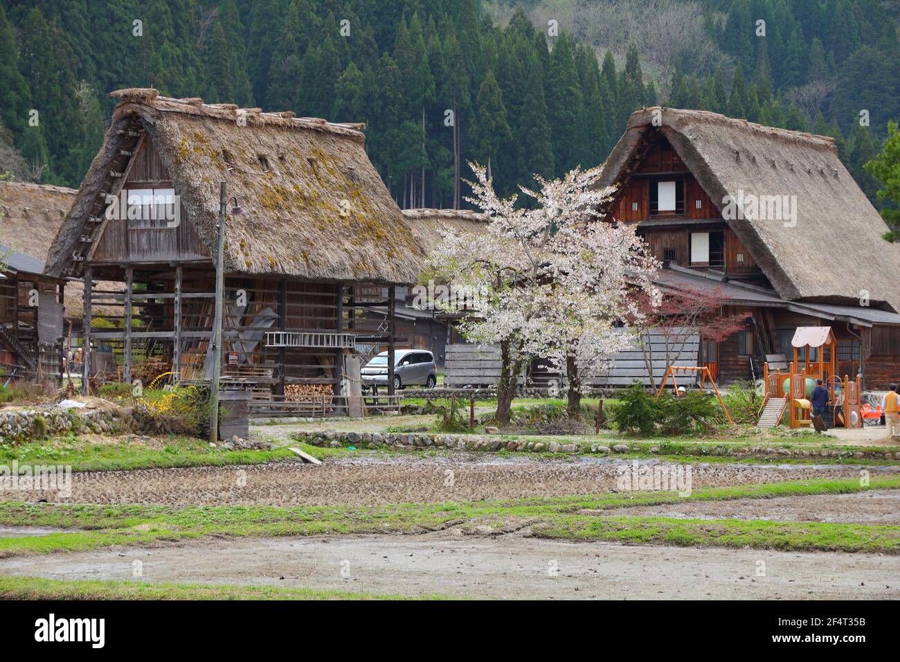 Japon village historique. Village traditionnel de Shirakawago au Japon. Printemps, cerisiers en fleurs. Banque D'Images