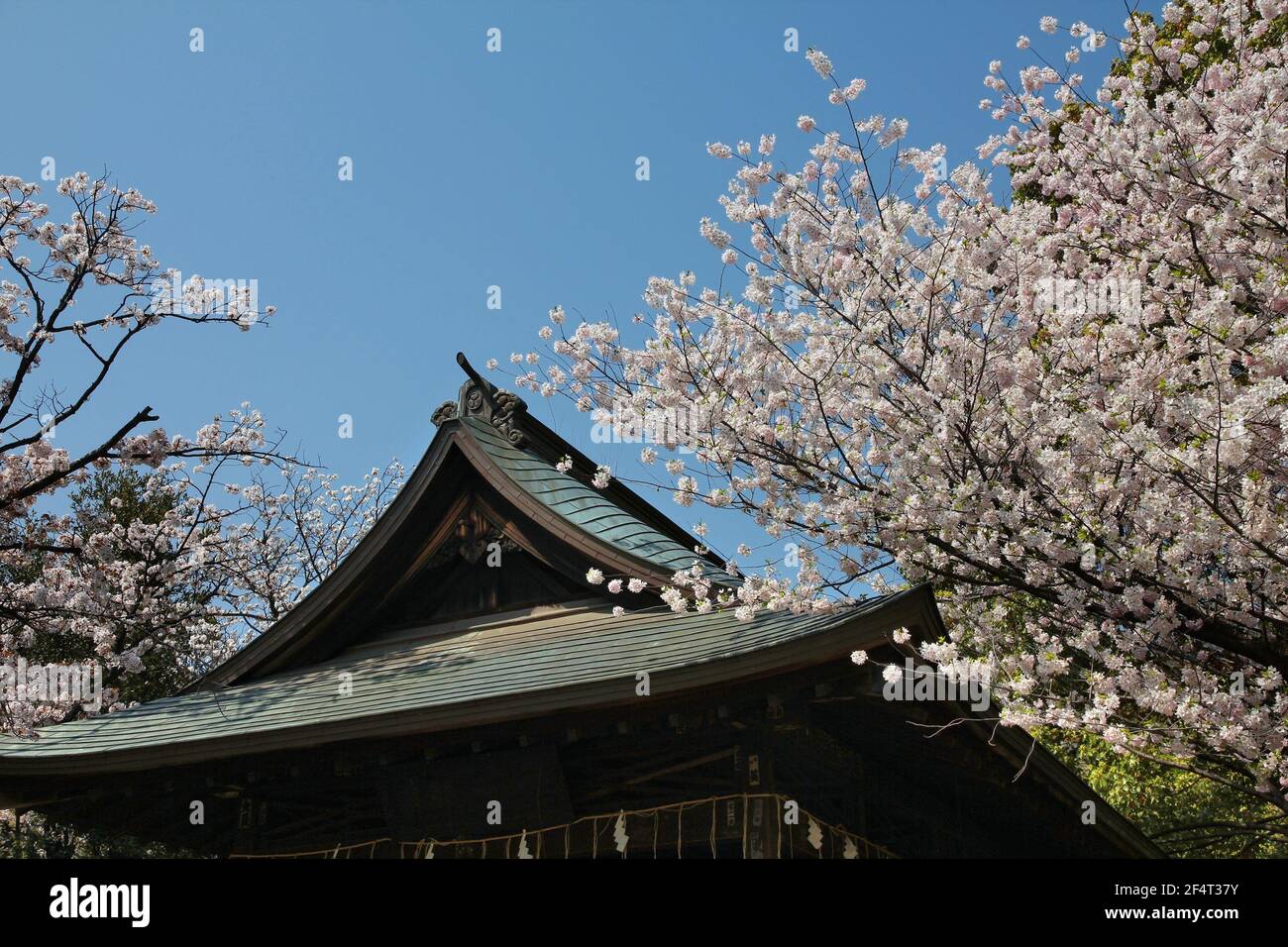 Heure de printemps du parc Ueno. Cerisiers en fleurs à Tokyo, Japon. Cerisiers en fleurs blancs. Banque D'Images