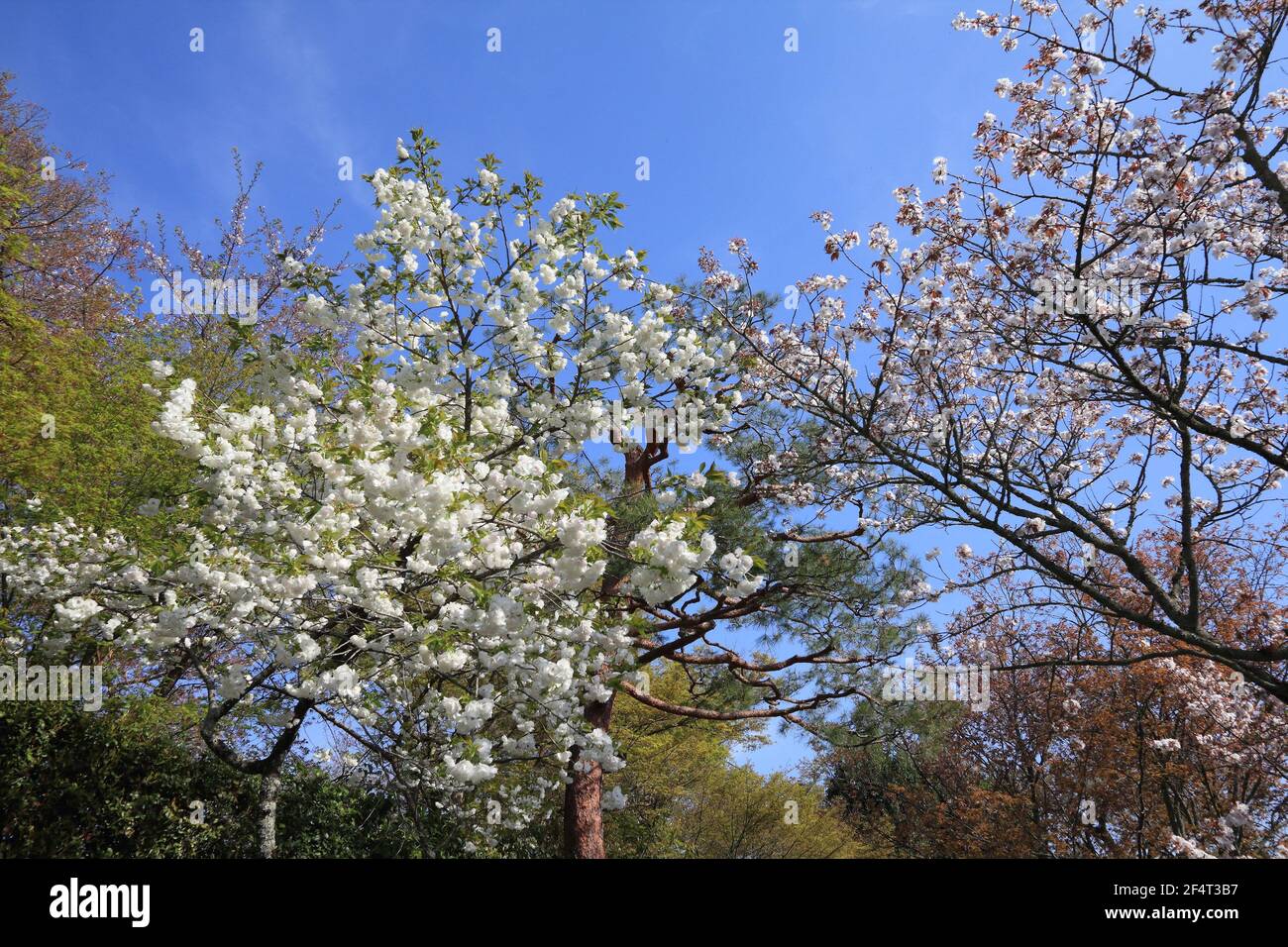 Uji, heure de printemps de Kyoto. Cerisiers en fleurs à Kyoto, au Japon. Sakura blanc. Banque D'Images