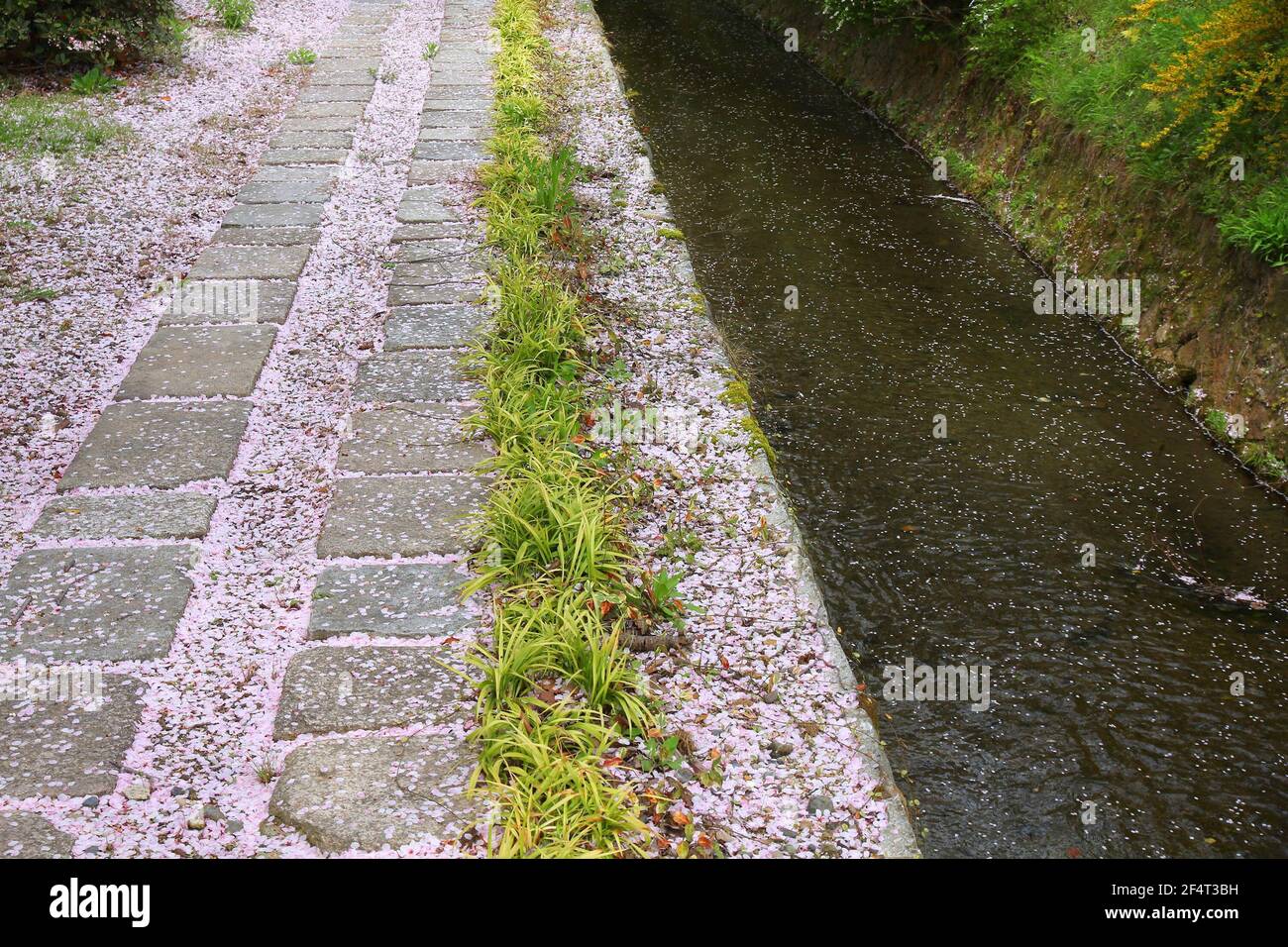 Cerisiers en fleurs à Kyoto, au Japon. Le chemin du philosophe à Kyoto (également connu sous le nom de la promenade du philosophe). Heure de printemps de Kyoto. Banque D'Images