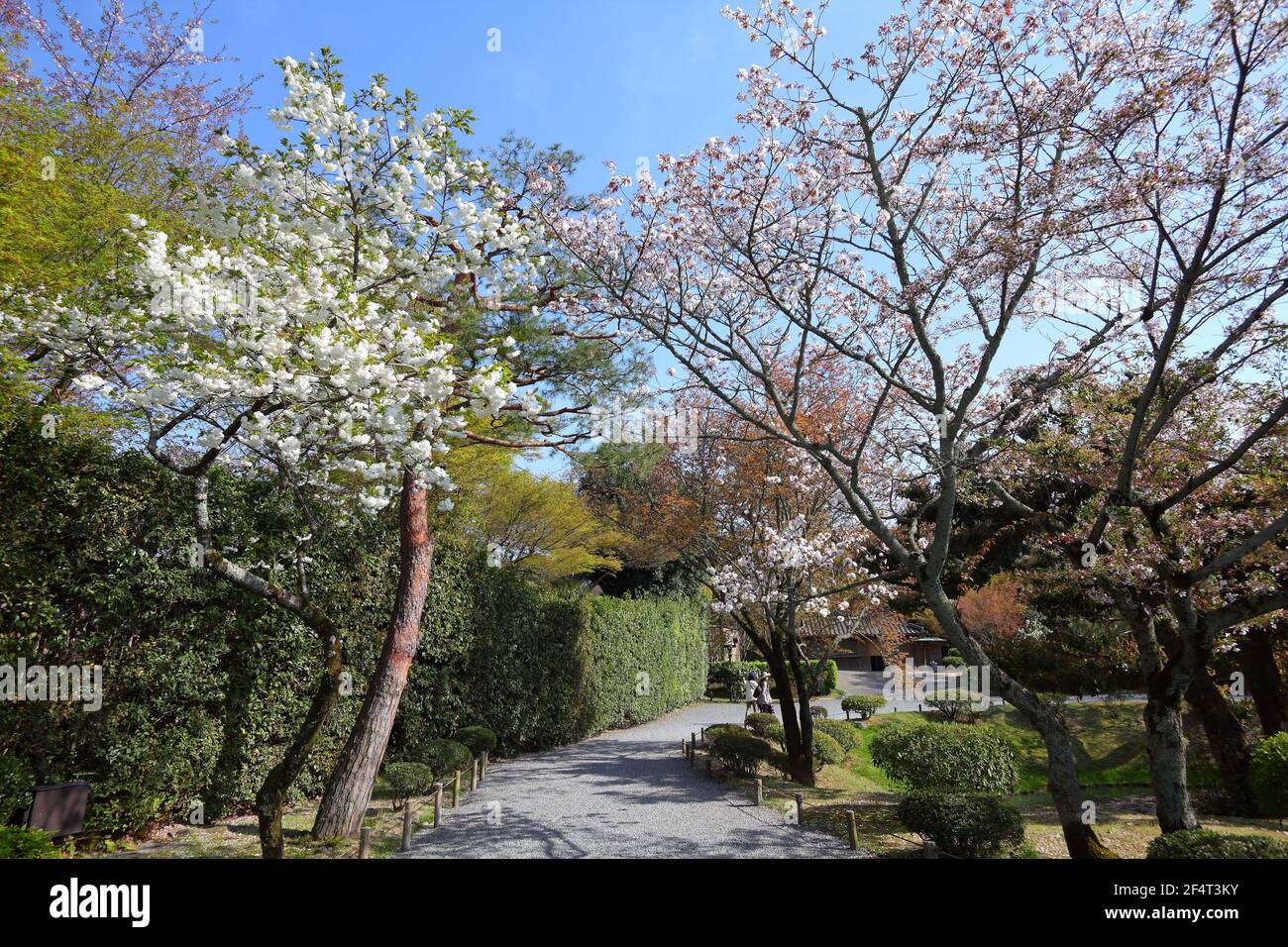 Uji, heure de printemps de Kyoto. Cerisiers en fleurs à Kyoto, au Japon. Sakura blanc. Banque D'Images
