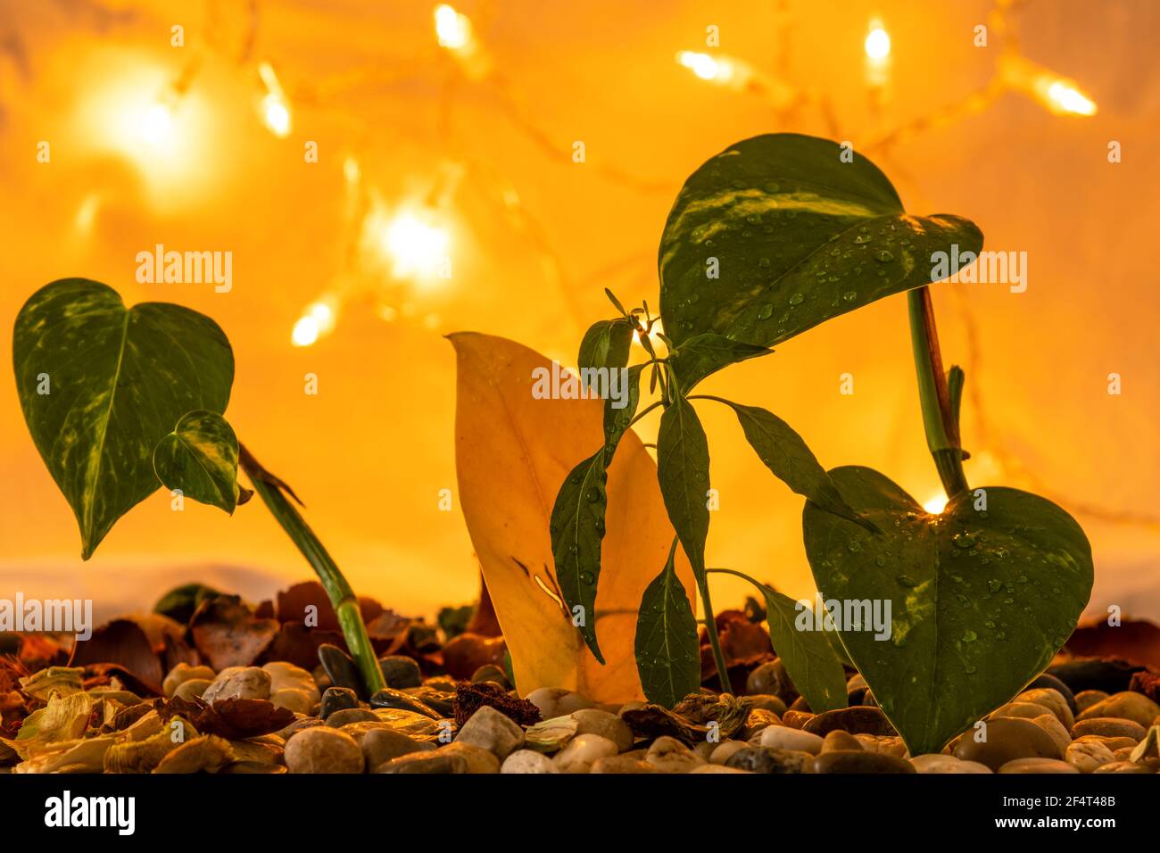 Le printemps arrive Banque D'Images