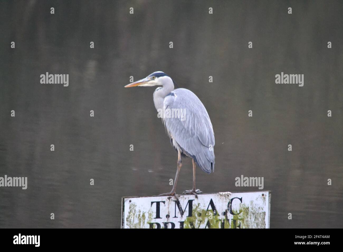 Héron gris perché sur le panneau de pêche privé - Ardea cinerea - lac de pêche - Grand oiseau Predator - Royaume-Uni Banque D'Images