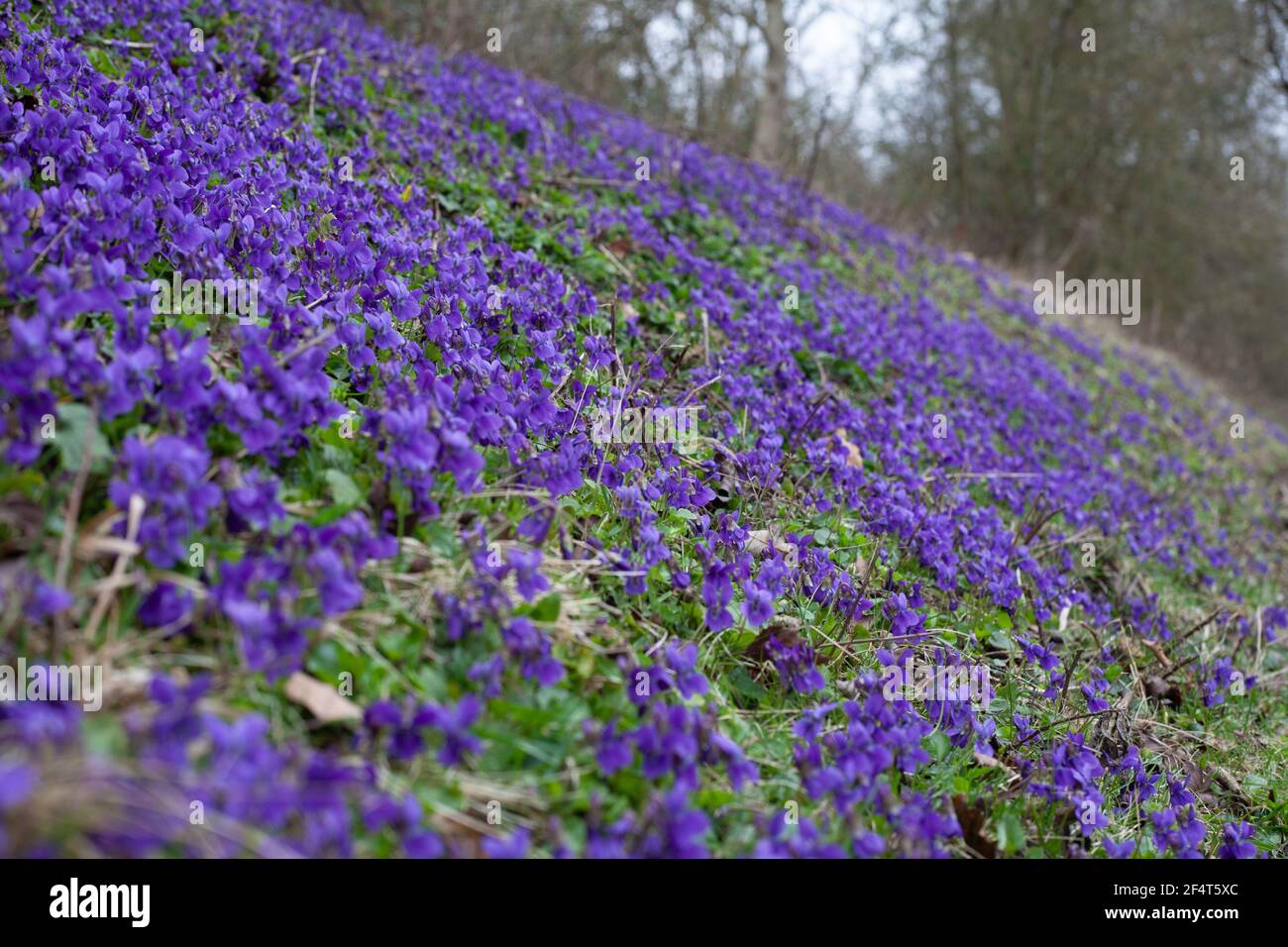 Une dérive de violettes sur une rive en fleur au printemps Banque D'Images