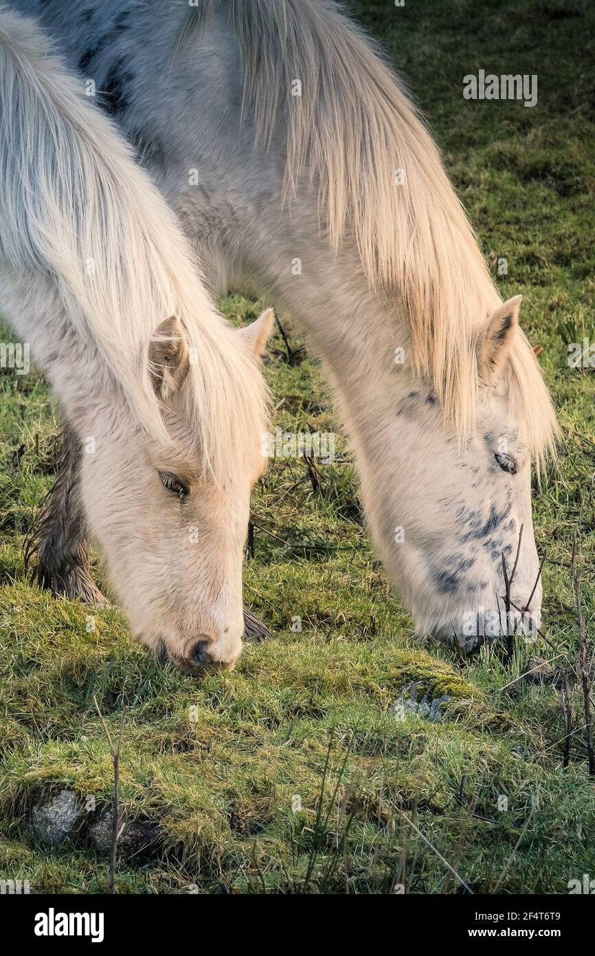 Des étangs bodmin sauvages emblématiques qui paissent sur le bodmin Moor dans les Cornouailles. Banque D'Images