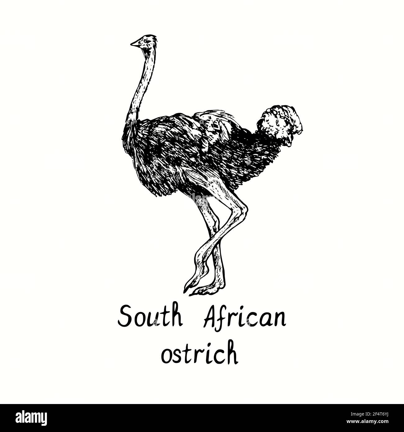 Autruche sud-africaine, vue latérale.Dessin de caniche noir et blanc à l'encre avec contour de coupe de bois. Banque D'Images