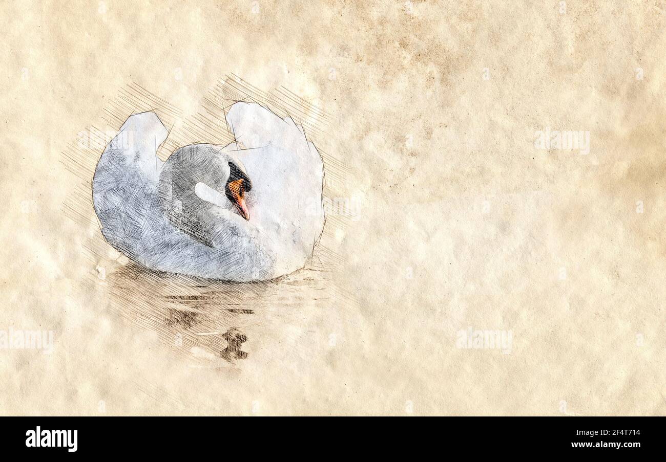 Croquis White Swan sur papier gringe. Esquisse numérique Banque D'Images