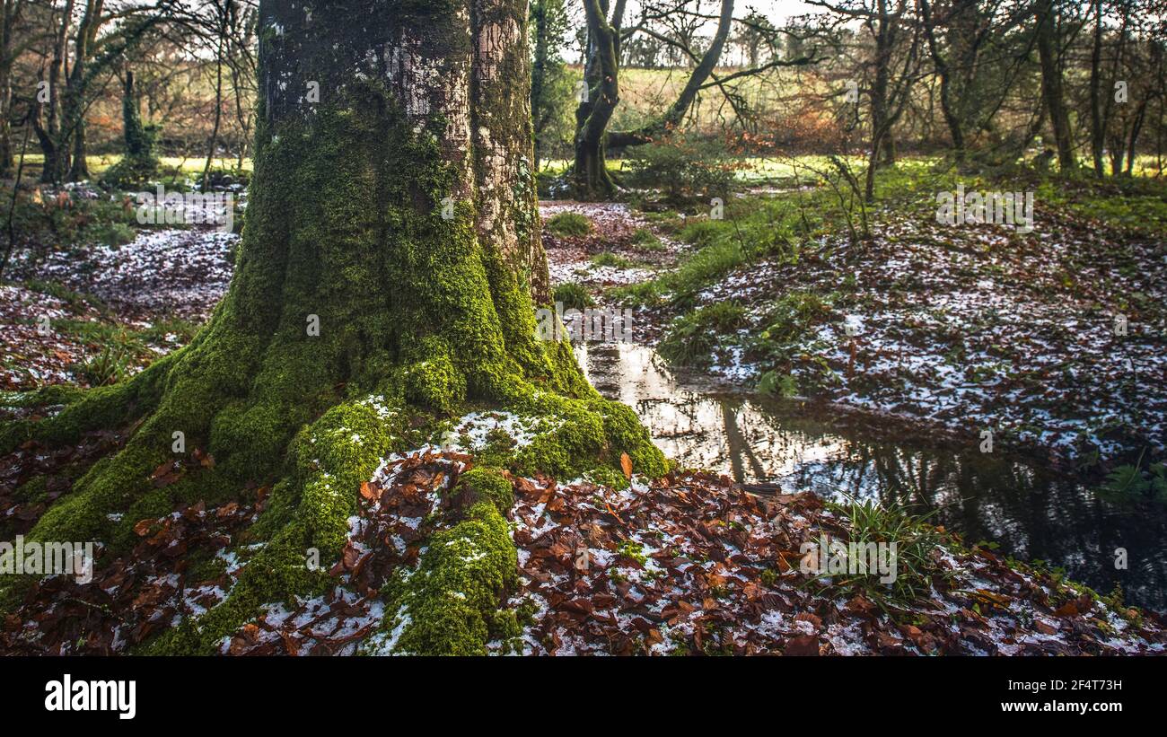 Une vue panoramique des mousses qui poussent sur le tronc d'un vieux arbre de Beech - Fagus sylvatica - dans l'ancien Bois de Draynes en Cornouailles. Banque D'Images