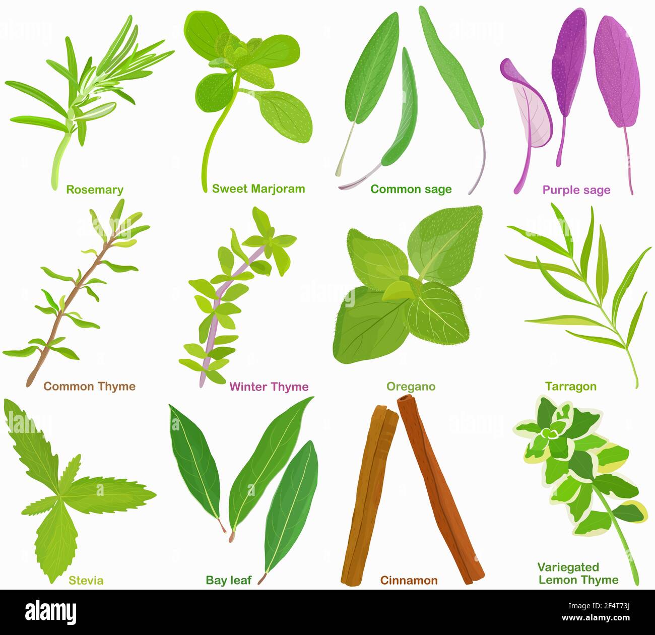 Vecteur d'herbe aromatique, légume - romarin sauge de marjolaine douce Thyme oregan Tarragon Stevia Bay Leaf cannelle. Des ingrédients sains. Ensemble coloré o Illustration de Vecteur