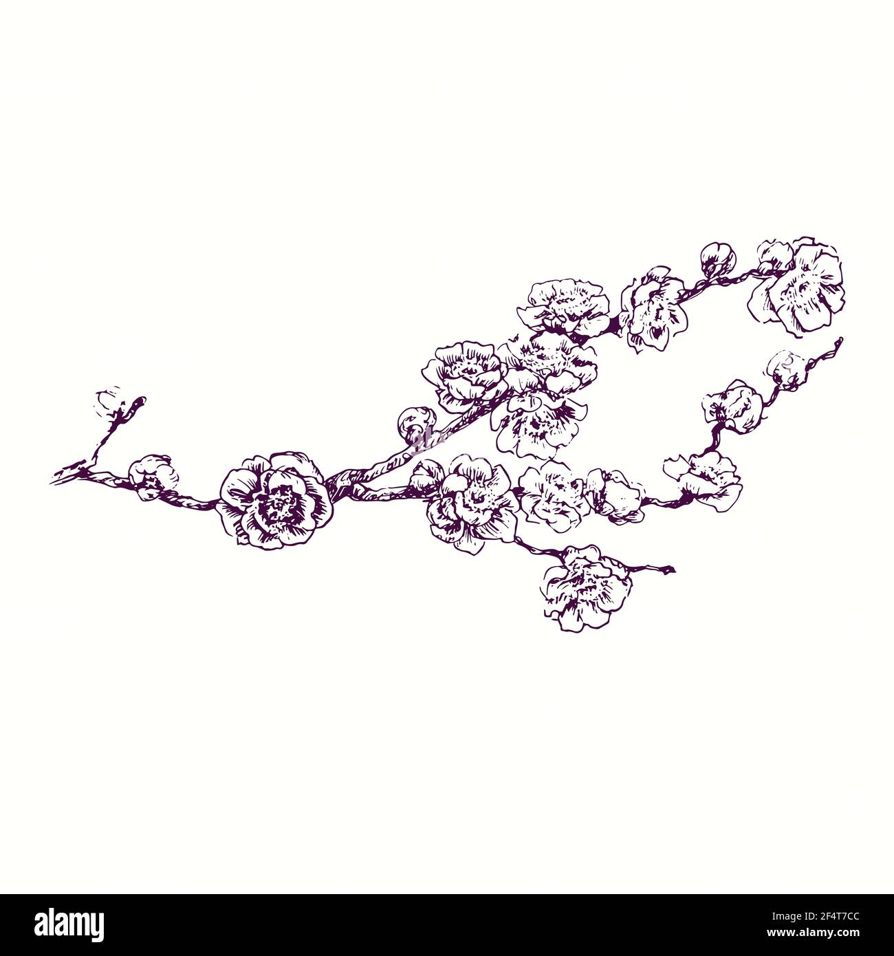 Branche de cerisiers en fleurs.Dessin d'une boisée noire et blanche en forme de boisée Banque D'Images