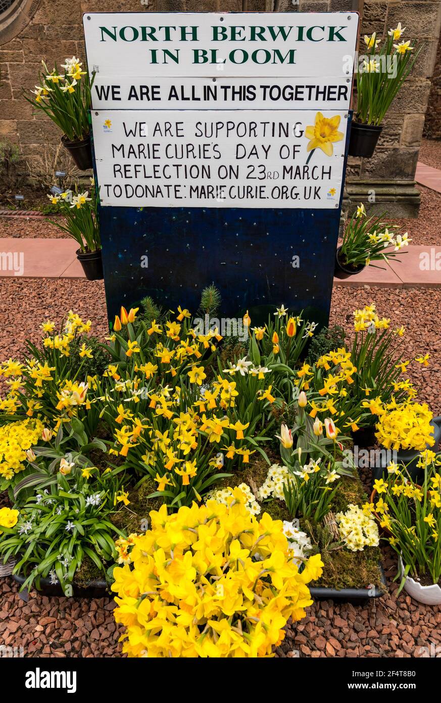 North Berwick, East Lothian, Écosse, Royaume-Uni, 23 mars 2021. Photo : une disgrâce de jonquilles printanières à l'extérieur de l'église de l'abbaye dans le cadre de la journée de réflexion de Marie Curie sur le premier anniversaire de l'enfermement Banque D'Images