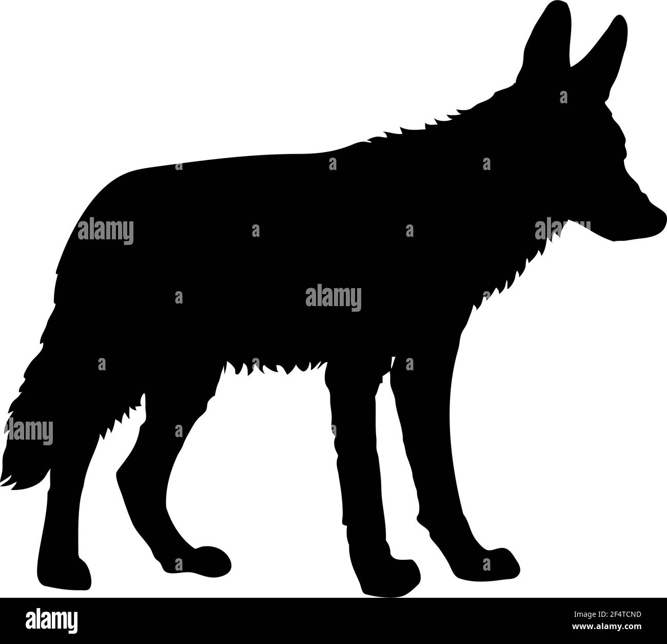 Silhouette Coyote. Lignes lisses et propres. Silhouette Coyote haute et détaillée. Illustration vectorielle. Illustration de Vecteur