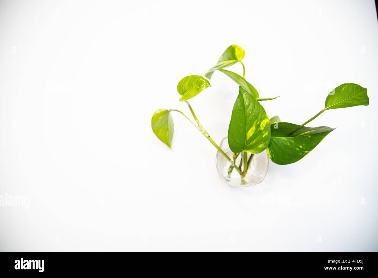 Gros plan des feuilles de plantes dans un verre plein de eau sur fond blanc Banque D'Images