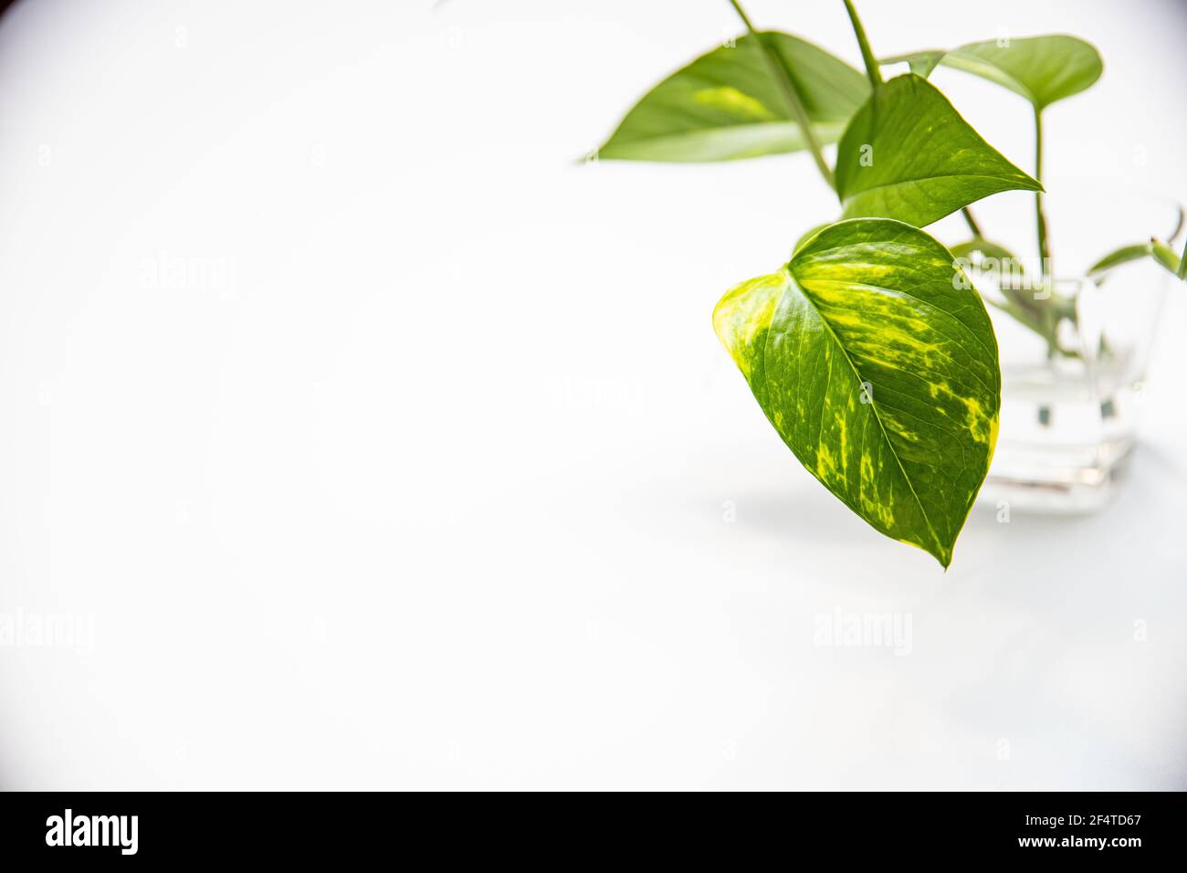 Gros plan des feuilles de plantes dans un verre plein de eau sur fond blanc Banque D'Images