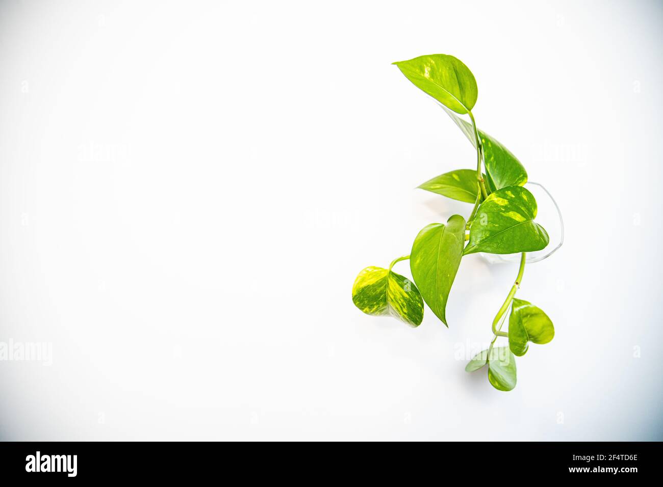 Gros plan des feuilles de plantes dans un verre plein de eau sur fond blanc Banque D'Images