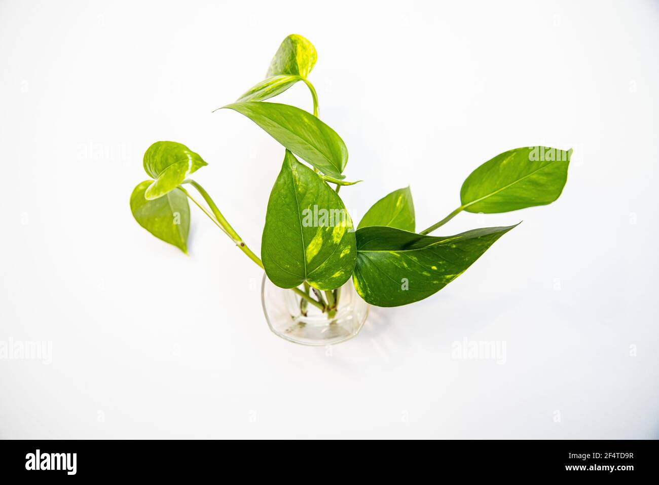 Vue de dessus des feuilles de plantes dans un verre plein de eau sur fond blanc Banque D'Images