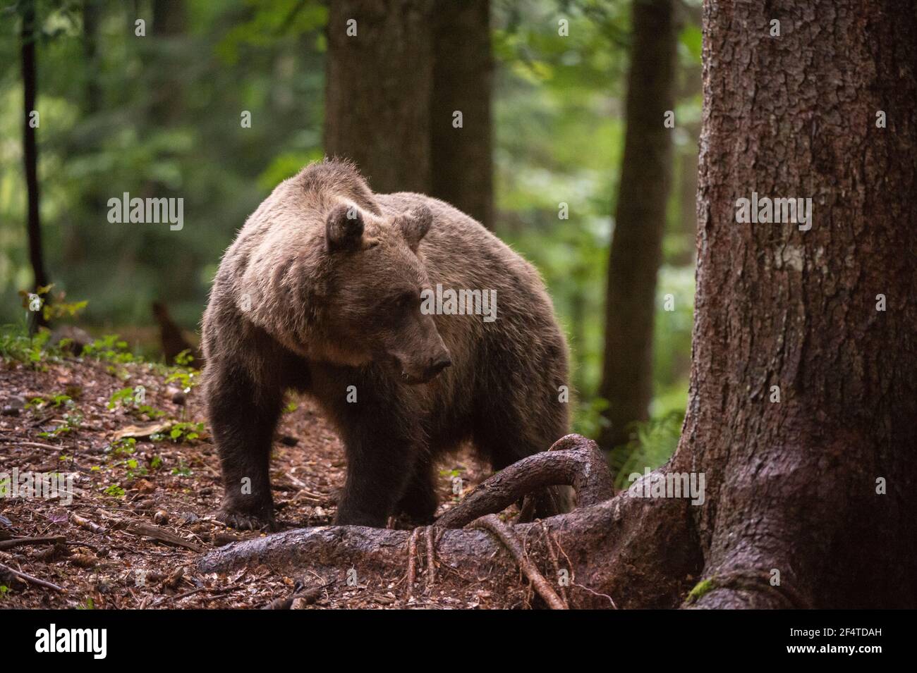 Ours brun européen (Ursus arctos), forêt de Notranjska, Slovénie. Banque D'Images