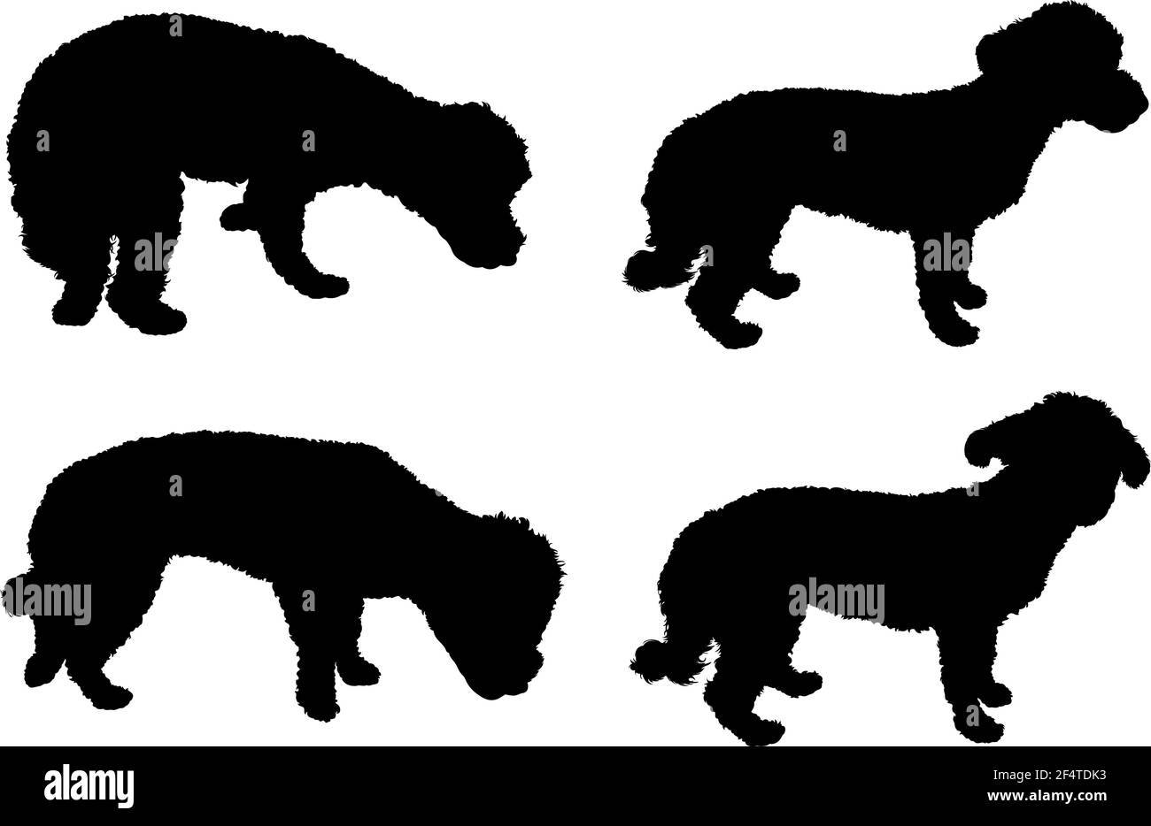 Ensemble de silhouettes bichon maltais chiens isolées sur blanc Illustration de Vecteur