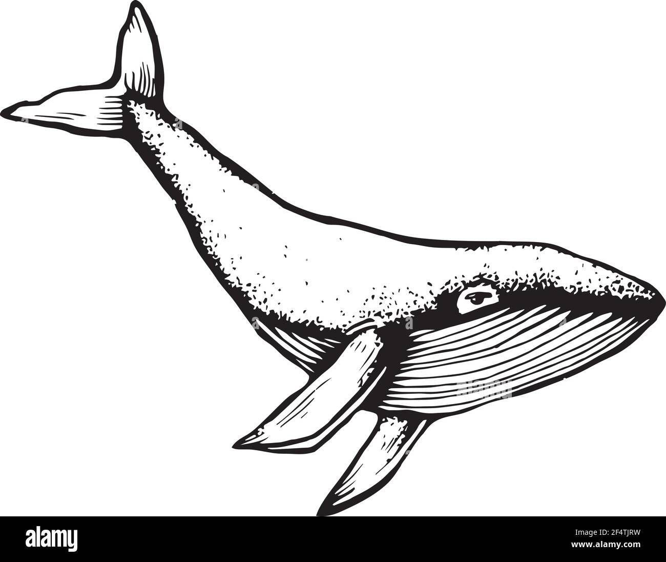 Doodle de baleine dessiné à la main. Illustration vectorielle - vecteur de stock. Illustration de Vecteur